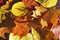 Free Carpet Of Leafs Royalty Free Stock Image - 6665156