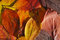 Free Carpet Of Leafs Royalty Free Stock Photos - 6665178