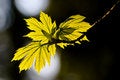 Free Maple Leaves In Backlight Stock Images - 6670644
