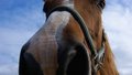 Free Horse Stock Photos - 6676933