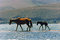 Free Mare And Foal Walking By The Sandbar On The Lake Royalty Free Stock Photography - 6673507