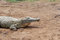 Free Crocodile Stock Photo - 6678640