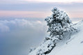 Free Alone Pinetree Royalty Free Stock Images - 6680369
