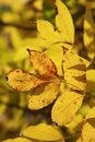Free Yellow Leave Stock Photography - 6685372