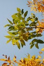 Free Green Leaves Royalty Free Stock Image - 6685386