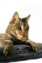 Free Staring Cat Royalty Free Stock Image - 6687706