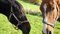 Free Horses Stock Photography - 6681772