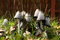 Free Group Of Poisonous Mushrooms In A Grass Stock Photos - 6685313