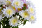 Free Garden Chrysanthemum Royalty Free Stock Photography - 6685497