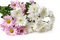 Free Garden Chrysanthemum Stock Photo - 6685510