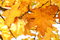 Free Yellow Oak Leaves - Natural Texture Royalty Free Stock Image - 6685536