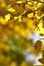 Free Pure Fall Color Stock Photos - 6693143