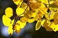 Free Pure Fall Color Royalty Free Stock Image - 6693196