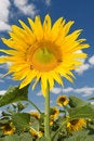 Free Amazing Sunflower Royalty Free Stock Photos - 6695338
