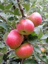 Free Ripe Apples Stock Photo - 6695550
