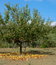 Free Apple Tree And Falling Apples Stock Photo - 6690330