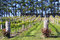 Free Vineyard Stock Photo - 6694180