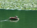 Free Save The Turtles!! Royalty Free Stock Image - 670506
