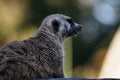 Free Meerkat Royalty Free Stock Photo - 670525