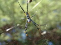Free Spider Web Stock Images - 673374