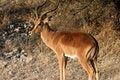 Free Black Faced Impala Royalty Free Stock Image - 675436