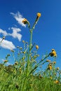 Free Mighty Flower In Springtime Stock Photos - 676473