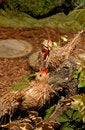 Free Straw Quails Royalty Free Stock Image - 676756
