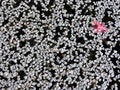 Free Petals On Water Stock Photo - 678830
