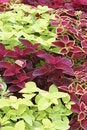 Free Leaf Stock Image - 679031