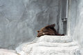 Free The Bear On Rest Stock Photo - 679140