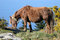 Free Donkey Stock Photos - 674313