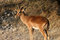 Free Black Faced Impala Royalty Free Stock Image - 675436