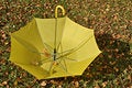 Free Yellow Umbrella Royalty Free Stock Photos - 6708498