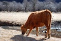 Free Grazes Cow Royalty Free Stock Image - 6709626