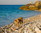 Free Dog On A Beach Stock Photography - 6701682