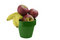 Free Growing Fruit Royalty Free Stock Photo - 6706025