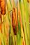 Free Cattail Stock Photos - 6708363
