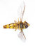 Free An Imitation Bee Royalty Free Stock Images - 6708919