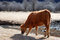 Free Grazes Cow Royalty Free Stock Image - 6709626
