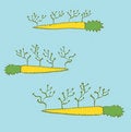 Free Green Carrot Farming Stock Photo - 6715240