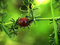 Free Ladybird On The Branch Stock Images - 6711474
