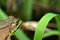 Free Watching Frog Royalty Free Stock Photos - 6713108