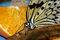 Free Butterfly On Fruit Royalty Free Stock Photo - 6713335