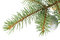 Free Fir Tree Branch With Decoration Royalty Free Stock Photography - 6719637