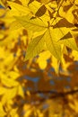 Free Orange Autumnal Leaves Stock Photo - 6722790