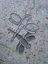 Free Dragonflies Stock Photos - 6729663