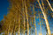 Free Birch Grove Stock Photo - 6720490