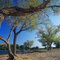 Free Poplars On River Side Royalty Free Stock Photography - 6721867