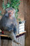 Free Baboon Stock Photos - 6723603