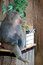 Free Baboon Stock Image - 6723651